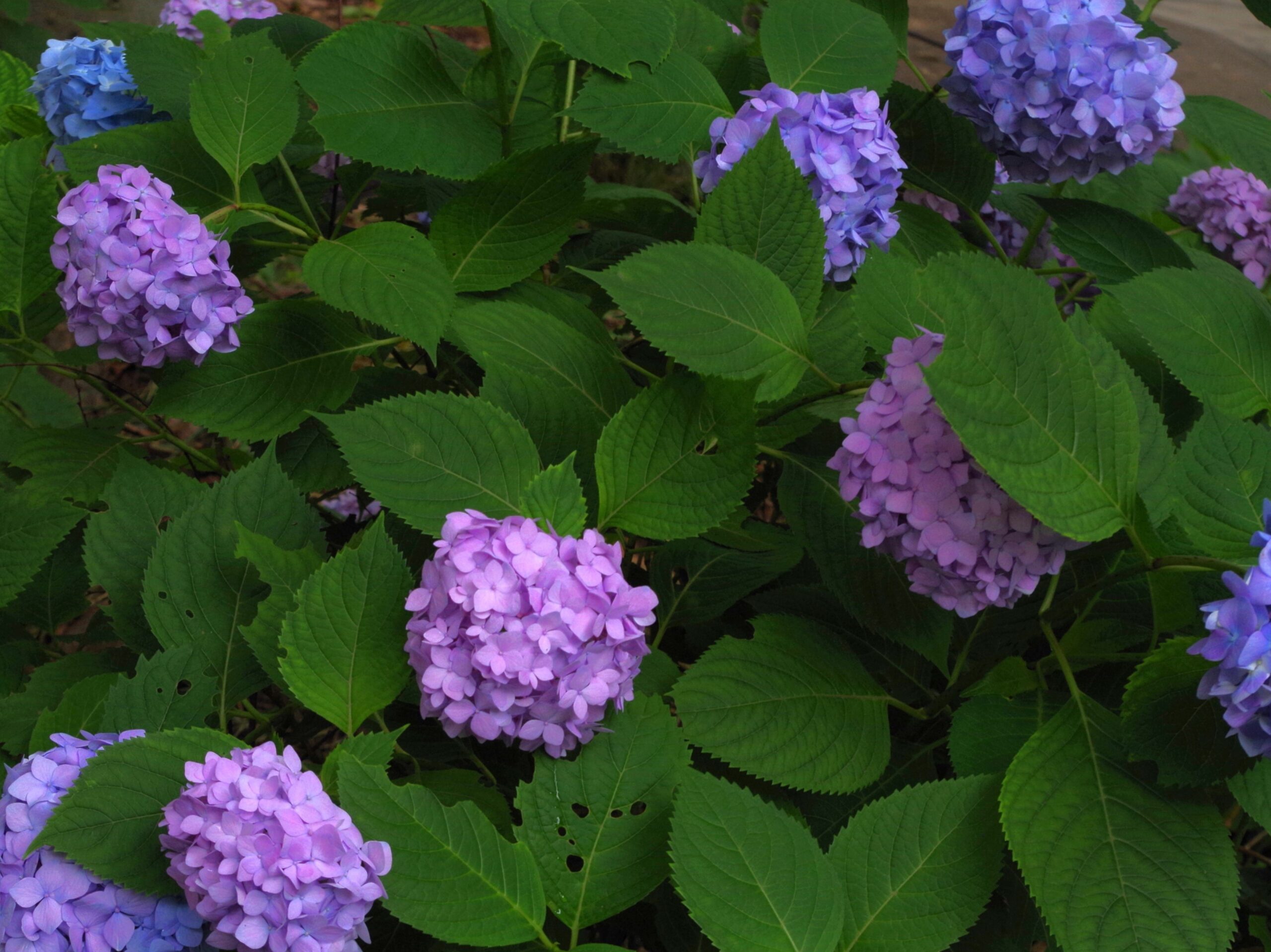 新宿中央公園植物クラブ アジサイ観察会