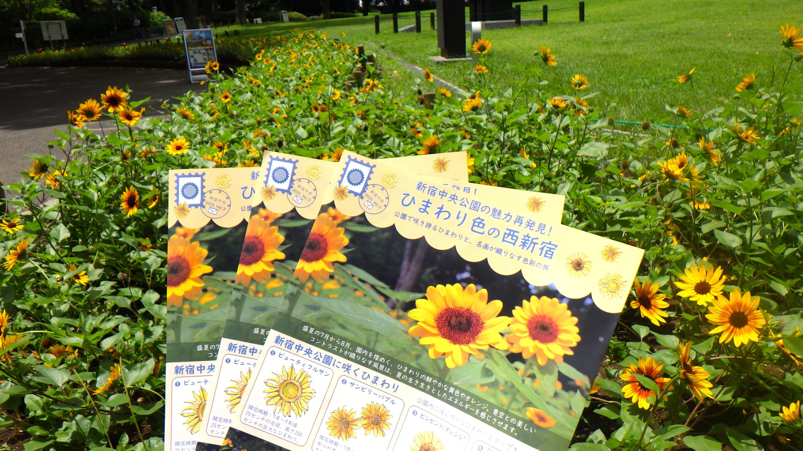 ひまわり色の西新宿♪ひまわりについて掲載したリーフレット配布中